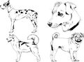 Vector drawings sketches pedigree dogs and cats drawn in ink by hand